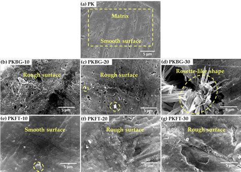 Mechanical properties and biochemical activity of  .